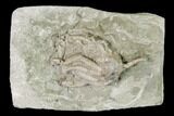 Fossil Crinoid (Dizygocrinus) - Missouri #148978-1